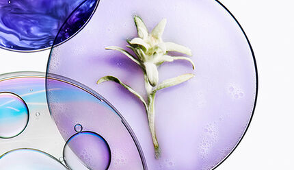 fleur d'edelweiss