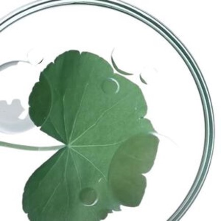 Hoja verde grande sobre un plato de Petri con gotas de agua, representando un experimento biológico.